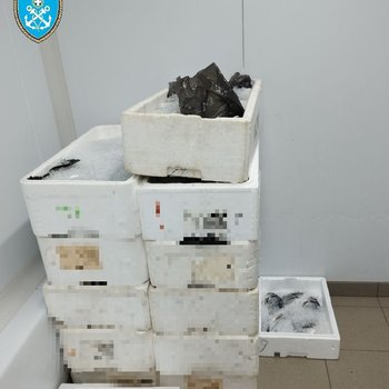 Ιχθύες_Κόρινθος_3