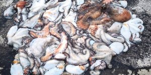 ΚΑΤΑΣΧΕΘΕΝΤΑ ΧΤΑΠΟΔΙΑ 16-01-26_