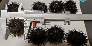 IMG-0517bfda6f95ecb3cafc3ba82cc3e56d-V