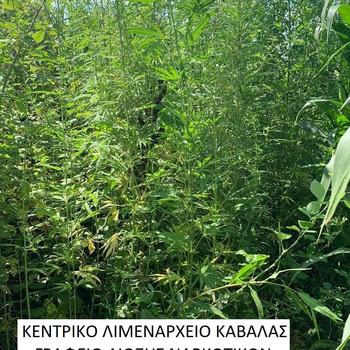 ΔΕΝΔΡΥΛΛΙΑ ΚΑΒΑΛΑ