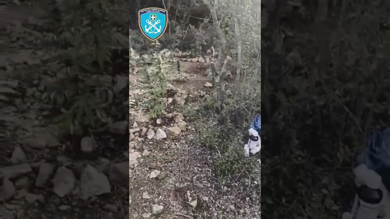 Εντοπισμός και κατάσχεση φυτείας δενδρυλλίων κάνναβης στην ορεινή περιοχή Μακρινίτσας Πηλίου