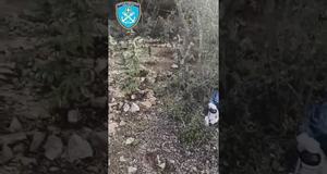 Εντοπισμός και κατάσχεση φυτείας δενδρυλλίων κάνναβης στην ορεινή περιοχή Μακρινίτσας Πηλίου